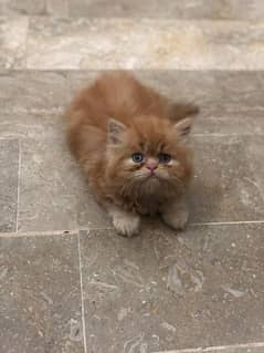 Pure persian
Heavy fur
Male
Extreme Punch face