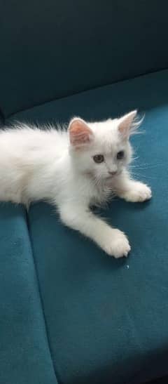 Persian Cat White