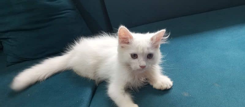 Persian Cat White 1