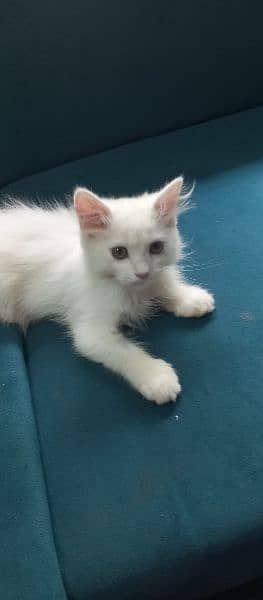 Persian Cat White 2