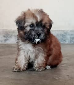 Shihtzu male / female  puppies available for sale