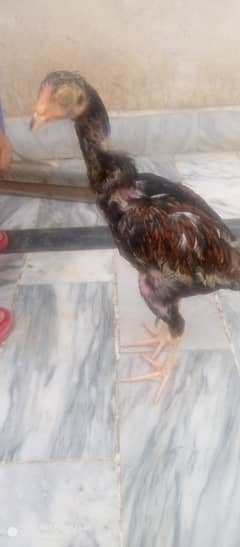 Chicks pure Aseel for Sale