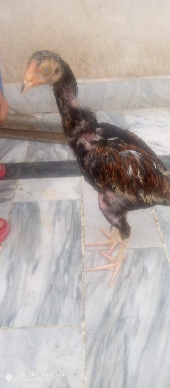 Chicks pure Aseel for Sale 0