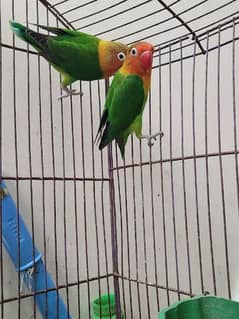 lovebird