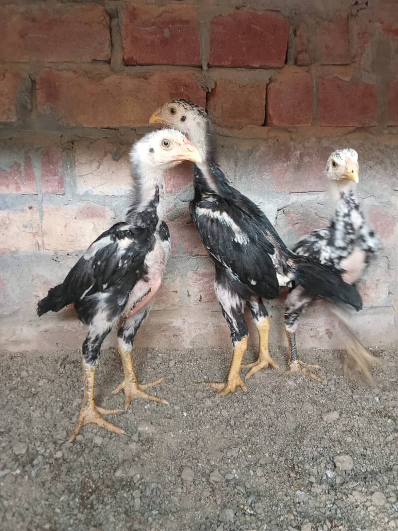 king shamo chiks|chicks|japnese shamoo|pure aseel hen|black aseel sham 1