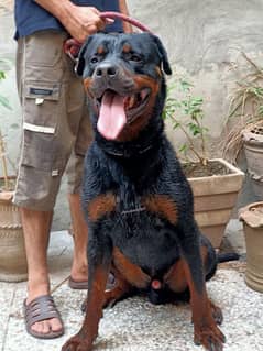 Quality Rottweiler