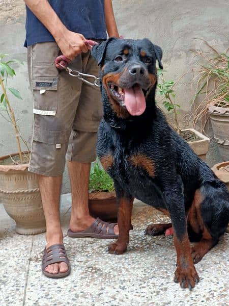 Quality Rottweiler 1