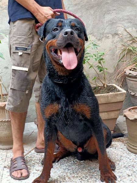 Quality Rottweiler 3