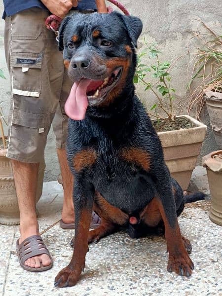 Quality Rottweiler 4