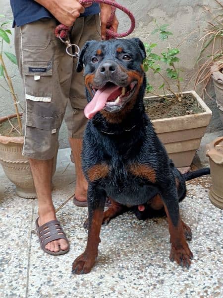 Quality Rottweiler 5