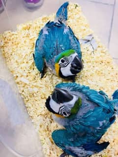 03238107169call wathsap blue macw parrot chiks urgent for sale