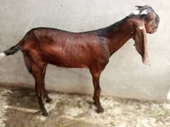 pure Nagra Goat available age 5 months Healthy active Home breed Nagra
