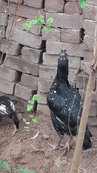 aseel hens for sell healthy and active eggs learning hens 4