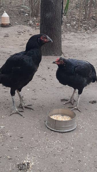 aseel hens for sell healthy and active eggs learning hens 5