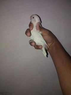 Sale With DNA Albino Split Red Eyes Ready to breed Pair 03202809500