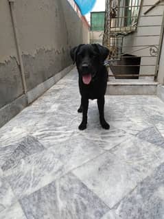 Labrador dog for sale