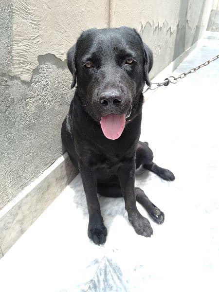 Labrador dog for sale 1