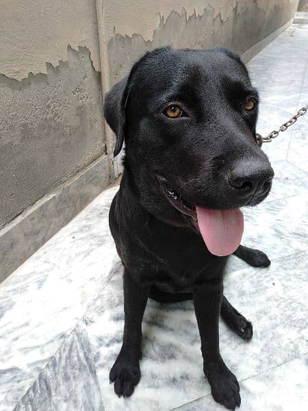 Labrador dog for sale 2