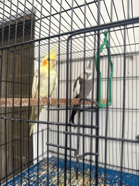 cockatiel parrots 2