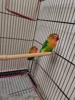 Love Birds Green Fischer pair + Cage + Box,parrots