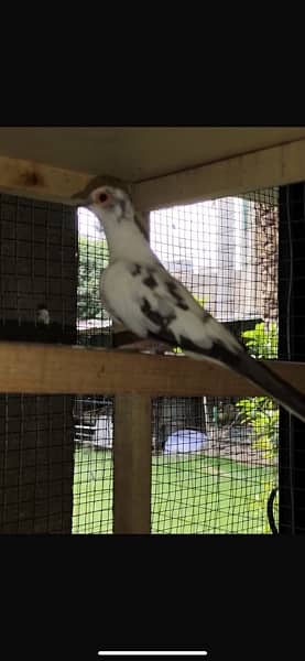 diamond Pied breeder pair 7