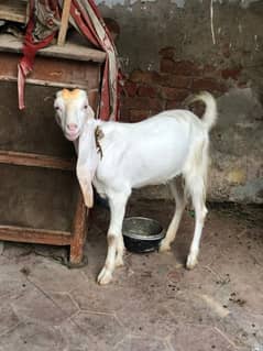 female goat for sale  2.5 pregnant white goat