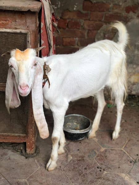 female goat for sale  2.5 pregnant white goat 1