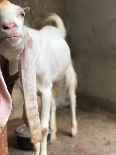 female goat for sale  2.5 pregnant white goat 4