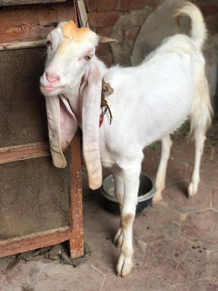 female goat for sale  2.5 pregnant white goat 5
