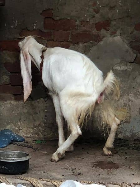 female goat for sale  2.5 pregnant white goat 7