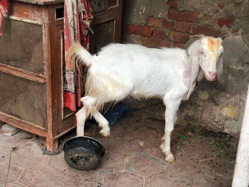 female goat for sale  2.5 pregnant white goat 8