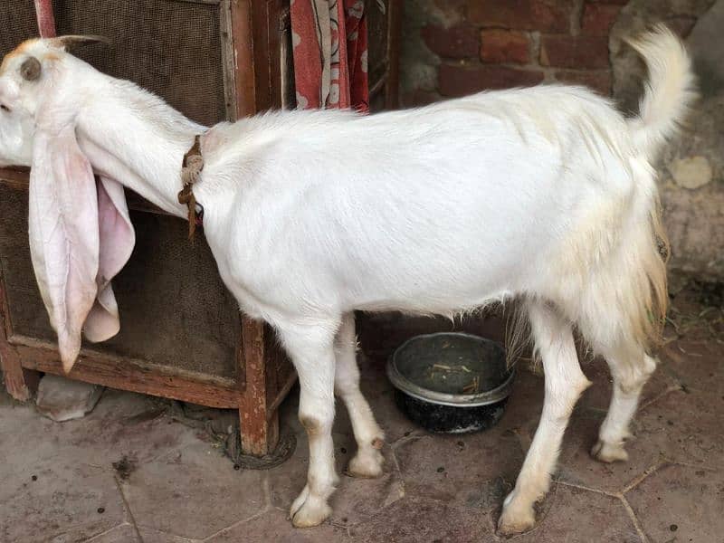 female goat for sale  2.5 pregnant white goat 10