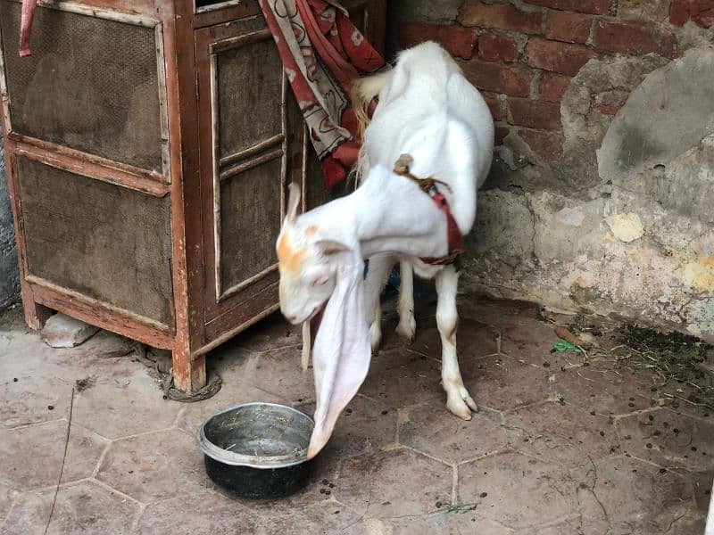 female goat for sale  2.5 pregnant white goat 13