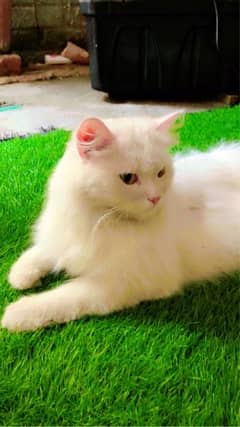 persian cat long coat