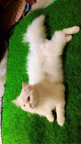 persian cat long coat 3