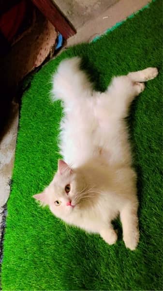 persian cat long coat 4