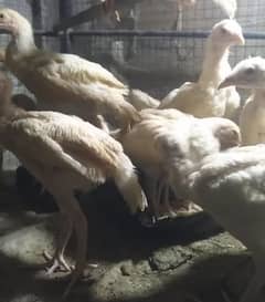 Paper White Heera Aseel 5 months chicks for sale