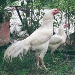 Paper White Heera Aseel Eggs & Chicks