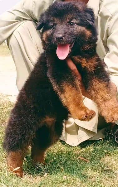 German Shepherd proper long coat female for sale 1