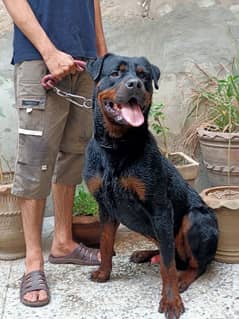 showclass rottweiler male, fully trained