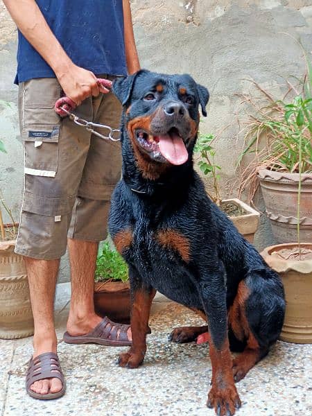 showclass rottweiler male, fully trained 2