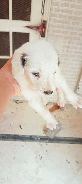 Labrador puppy 0