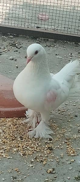 fancy pigeon 1