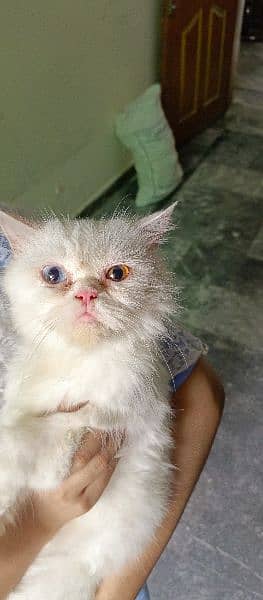 odd eyes punch face female cat for sale 1