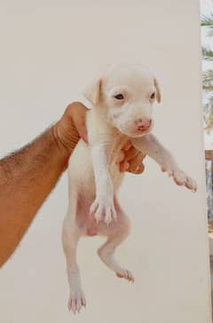 gultair female puppy for sale