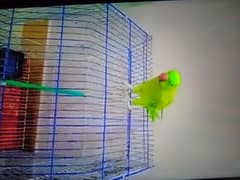 parrot with cage