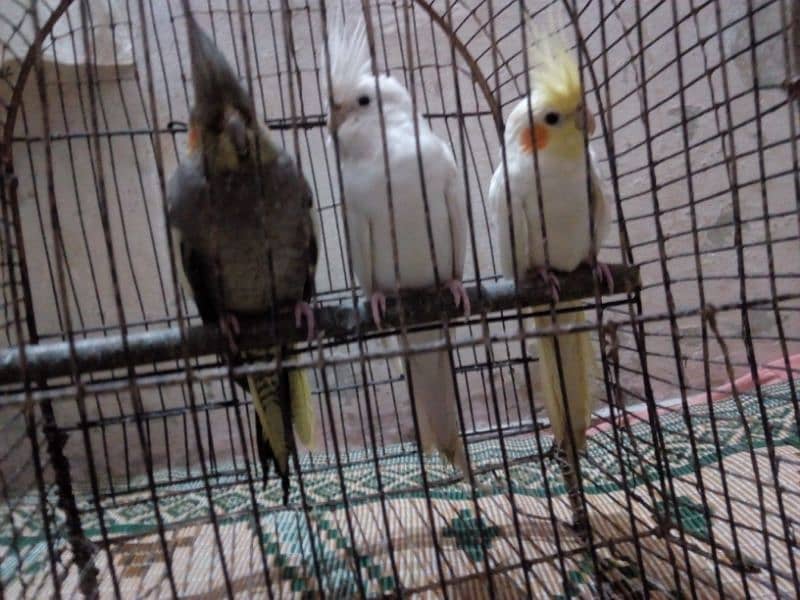 3 Birds Cocktail Breeder  0303-4824087 0