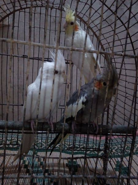 3 Birds Cocktail Breeder  0303-4824087 1