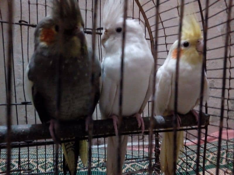 3 Birds Cocktail Breeder  0303-4824087 2