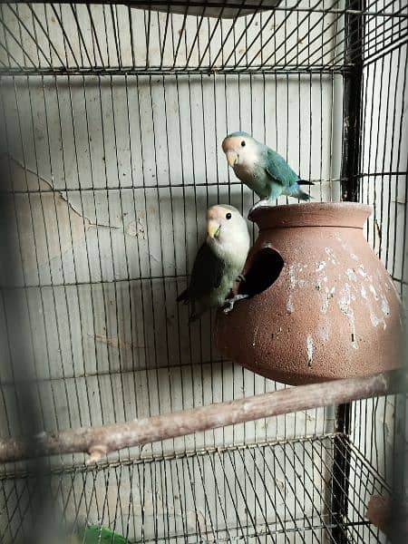 PASNATA Love Bird 0